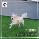 스탠퍼독 | 쌍문, 우이천 인근 루프탑 잔디테라스가 있는 반려견동반카페 &#39;스탠퍼독&#39; 내돈내산