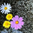 들꽃이야기 | 시골감성 가득한 들꽃이야기 카페 방문 후기