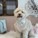 털로덮인친구들 수원매교점 이미지