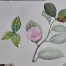 색연필 그림그리기 이미지