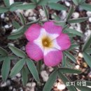 사랑초 Daum카페