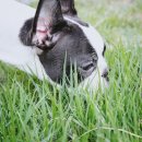 서울숲dogs | [강아지건강] 도심 속 자연과 만나다 with 산타마리아 노벨라(Santa Maria Novella) - 로지오네 스팟 님...