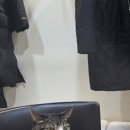 못말리는 고양이 | [못말리는 고양이] 분당 서현역 깔끔하고 애교냥이 가득한 고양이카페