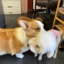 애니멀 하우스 이미지