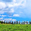 &#34;무료지만 예약은 필수예요&#34;... 하루 1,000명만 허락된 원시림 트레킹 명소 이미지