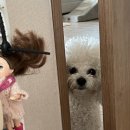 유경분식 | 물랑루즈. 미친 돼지병 (두바이 크레페, 두초생). 발레/수영. 잘 먹는데 감기는 대체 왜 걸려?