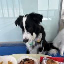 도그밥상 이미지