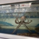 오거리 수족관 앞 이미지