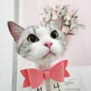 잔다냥 성남점 이미지