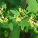 비단풀(땅빈대)(Milk purslane)효능 이미지