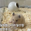 달빛농장 | 고양햄스터 분양, 달빛햄스터리 일산점 상담 및 방문후기