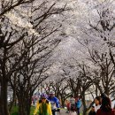 조천변 벚꽃길 이미지