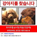 토이푸들 충남 보령 실종신고 합니다 도와주세요 이미지