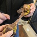 세븐일레븐마곡호서대기숙사점 | [편의점신상] 세븐일레븐 두쫀쿠 두쫀볼 신상 솔직 먹방후기, 재고확인 구매꿀팁