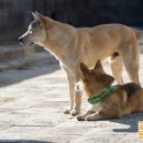 가인동물병원 이미지