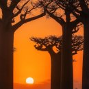 바오밥나무 이미지