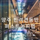 티플래너와 함께하는 티 아트 | 양주드라이브카페 추천, 반려동물 실내 동반 가능한 대형 브런치 카페