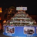 소나무파인트리(PINE TREE) 이미지