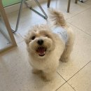 그루밍부스 이미지