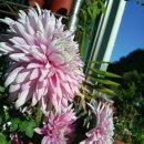 아젤리아 이미지