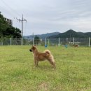 시바견 전문 가도켄넬 이미지