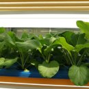 (주)케일 농업회사법인 이미지