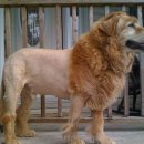 댕댕이 컷 이미지