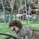 맥도날드부천심곡DT점 | 경기 시흥애견카페 (폭포뷰 &amp; 외부음식 반입가능) : 영화산장 애견카페