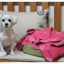 와니동물병원 이미지