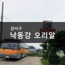 낙동강오리알 이미지