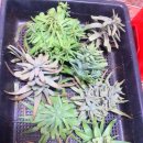 보경농장 이미지