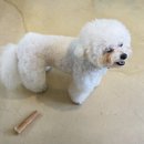 피네(P-ne)