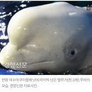 "한화 여수아쿠아플래닛은 고래류의 무덤"..10개월 만 또 벨루가 폐사 이미지
