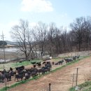 야곱 염소농장 이미지