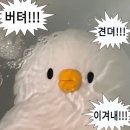 순옥이네 민박 | 산토끼 토끼 산토리