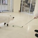 고양이 행복구역 이미지