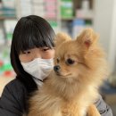온양 발리동물병원 네이버블로그