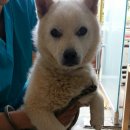 하늘동물병원 이미지