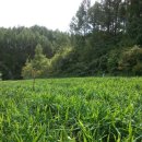 신토불이 안동 햇생강(개량종) 특상품 50% 맛보기 이벤트 이미지