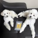 개밥드슈 이미지