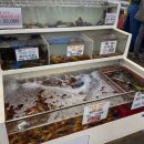 중부야채 | ෆ 중리동맛집, <중부회수산>에서 제철 회 맛있게 먹은 내돈내산 솔직후기