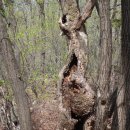 고목나무 이미지