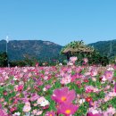 산정리 그옛집 | 단풍보다 더 예쁜 가을꽃 구경 가자