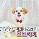 깐돌이네 애견미용호텔 | 화성애견미용 도도하개 후기-애견호텔과 데이케어까지 한번에 해결!