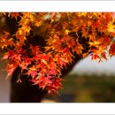 마곡사4 이미지