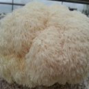 호구농장 이미지