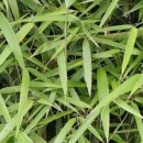 작은산대 이미지