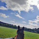 인정사슴목장 이미지