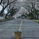 CU(벚꽃점) 이미지