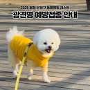 새은평동물의료센터 | 2026년 은평구 광견병 예방접종｜일정·비용·참여 동물병원 정리